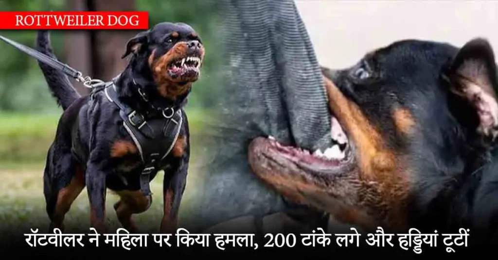Rottweiler attacked a woman, she got 200 stitches and broken bones