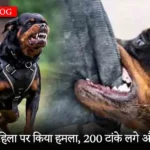 Rottweiler attacked a woman, she got 200 stitches and broken bones